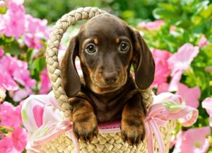 legpuzzel Cute Dachshund 260 stukjes - Afbeelding 2