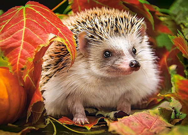 legpuzzel Hedgehog in autumn leaves 180 stukjes - Afbeelding 2