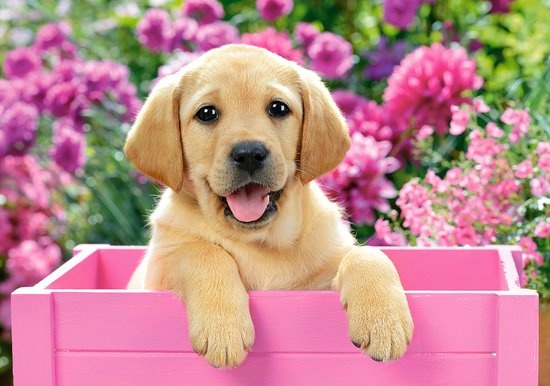 legpuzzel Labrador Puppy in pink box 500 stukjes - Afbeelding 2