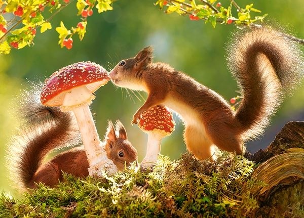 legpuzzel Squirrel's Forest Life 260 stukjes - Afbeelding 2