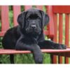 legpuzzel The black dog 500 stukjes - Afbeelding 2