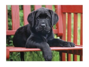 legpuzzel The black dog 500 stukjes - Afbeelding 2