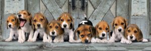 puzzel Panorama Beagles 1000 stukjes - Afbeelding 2
