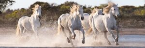puzzel Panorama rennende paarden 1000 stukjes - Afbeelding 2