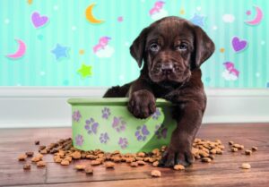 supercolor puppy legpuzzel 180 stukjes - Afbeelding 2