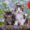 Jonge katjes - Afbeelding 3