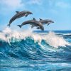 Dolphins - Afbeelding 2