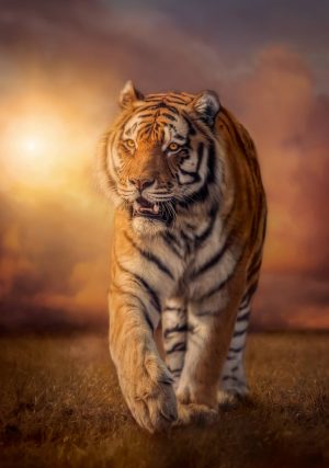Tiger - Afbeelding 2